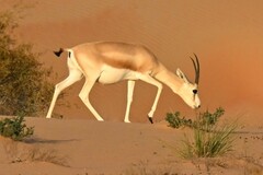 Gazella marica