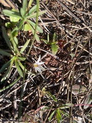 Romulea columnae