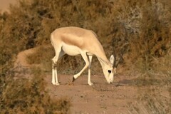 Gazella marica