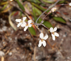 Stylidium glaucum