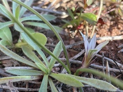 Romulea columnae