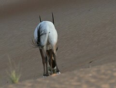Oryx leucoryx