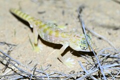 Stenodactylus doriae