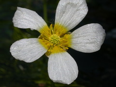 Ranunculus fluitans