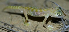 Stenodactylus doriae