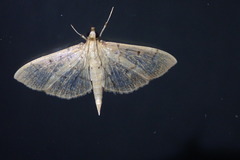 Herpetogramma dorsipunctalis