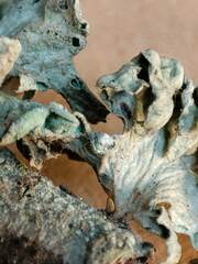 Ramalina canariensis