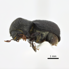Bostrichidae
