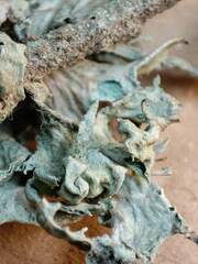 Ramalina canariensis