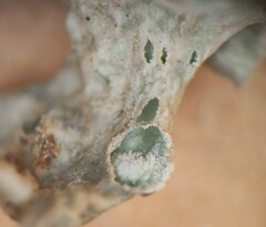 Ramalina canariensis