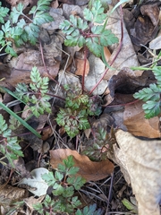 Geranium robertianum