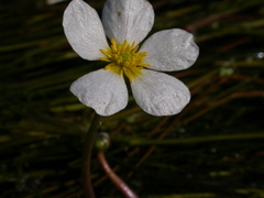 Ranunculus fluitans
