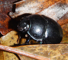 Anoplotrupes