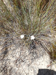 Lachnaea