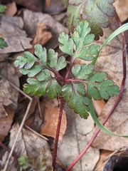 Geranium robertianum