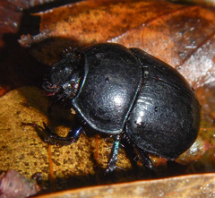 Anoplotrupes