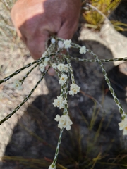 Lachnaea