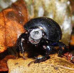 Anoplotrupes