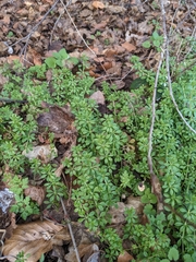 Galium aparine