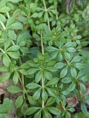 Galium aparine