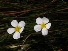Ranunculus fluitans