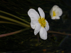 Ranunculus fluitans