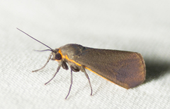 Virbia laeta