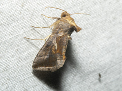 Chrysodeixis subsidens