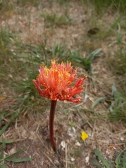 Haemanthus sanguineus
