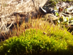 Ceratodon