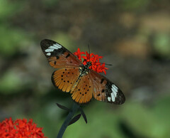 Acraea encedon encedon