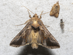 Chrysodeixis subsidens