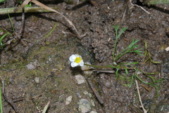 Ranunculus fluitans