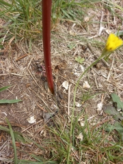 Haemanthus sanguineus