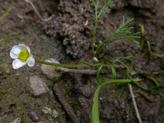 Ranunculus fluitans