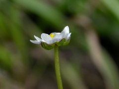Ranunculus fluitans