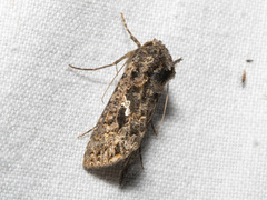 Chrysodeixis subsidens