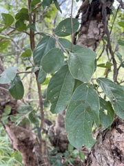 Combretum zeyheri