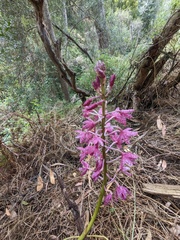 Dipodium campanulatum
