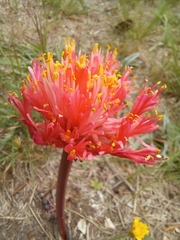 Haemanthus sanguineus