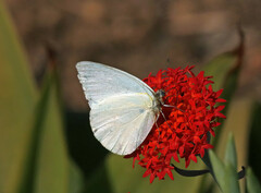 Appias epaphia contracta