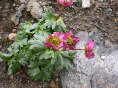 Ranunculus glacialis
