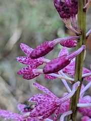 Dipodium campanulatum