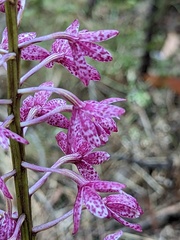 Dipodium campanulatum