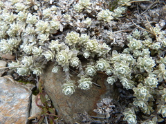 Ewartia nubigena
