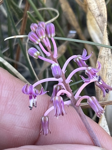 Image of Ledebouria ovalifolia by (c) Charleen Brunke, some rights reserved (CC BY)
