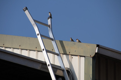 Passer montanus saturatus