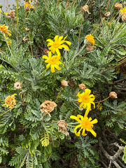 Euryops pectinatus