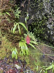 Disa uniflora