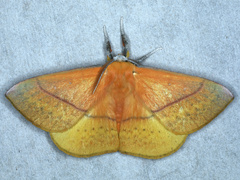Anthela excellens